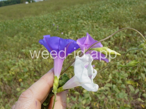 morningglory, tall